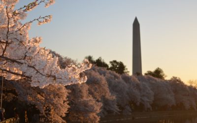 April Showers Bring May Flowers… and Shine Back To Your Stone!